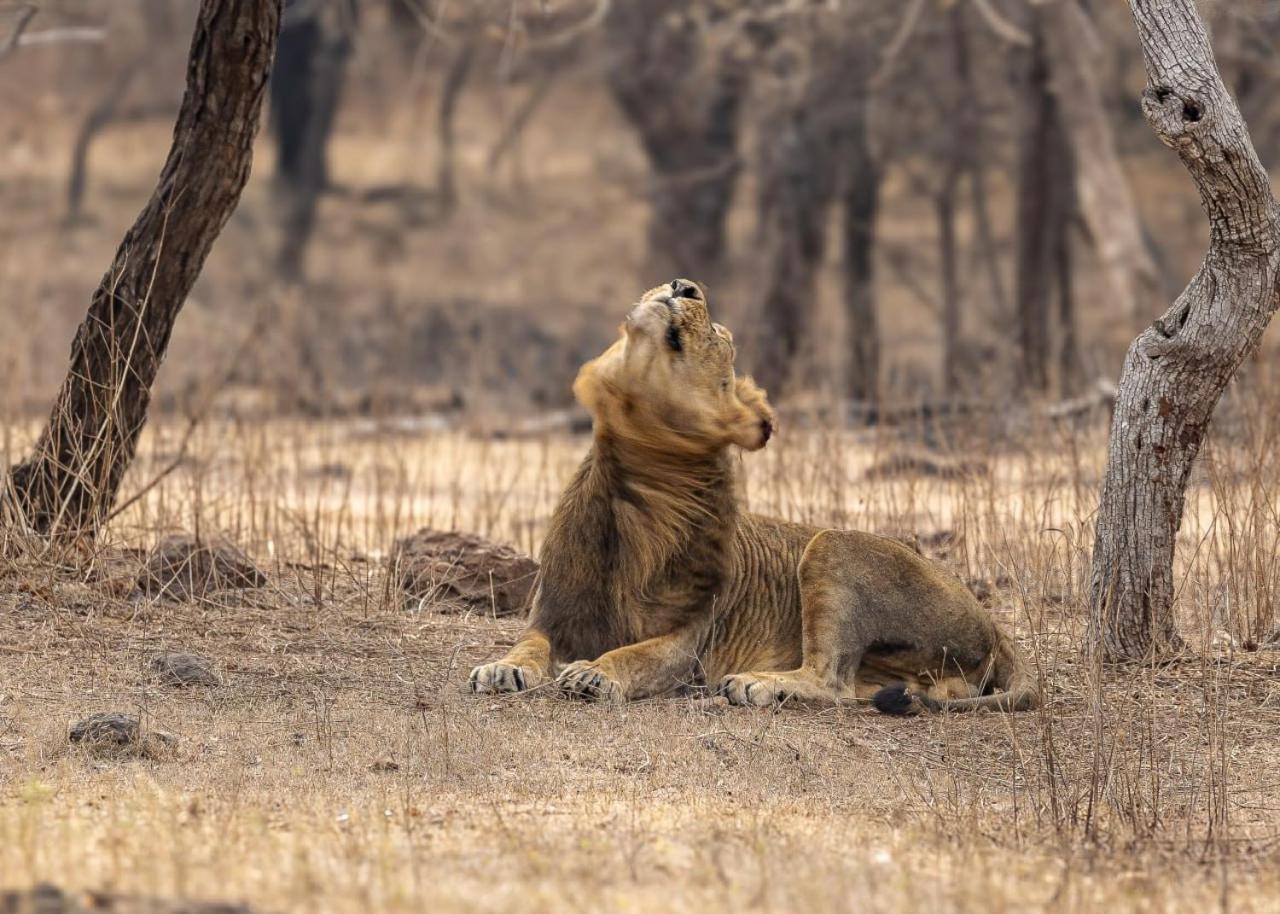 Gir Birding Lodge Sasan Gir Eksteriør billede