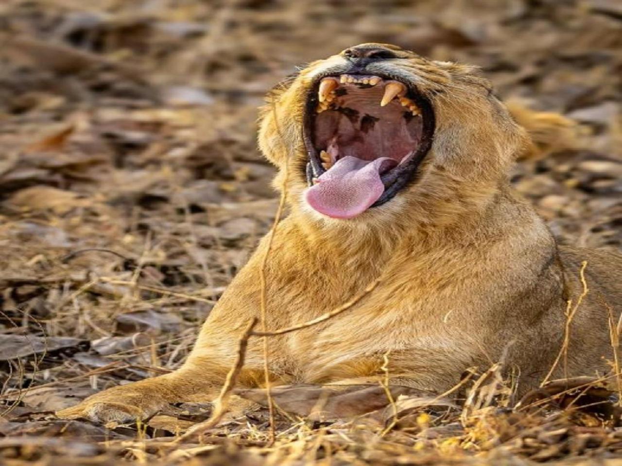 Gir Birding Lodge Sasan Gir Eksteriør billede