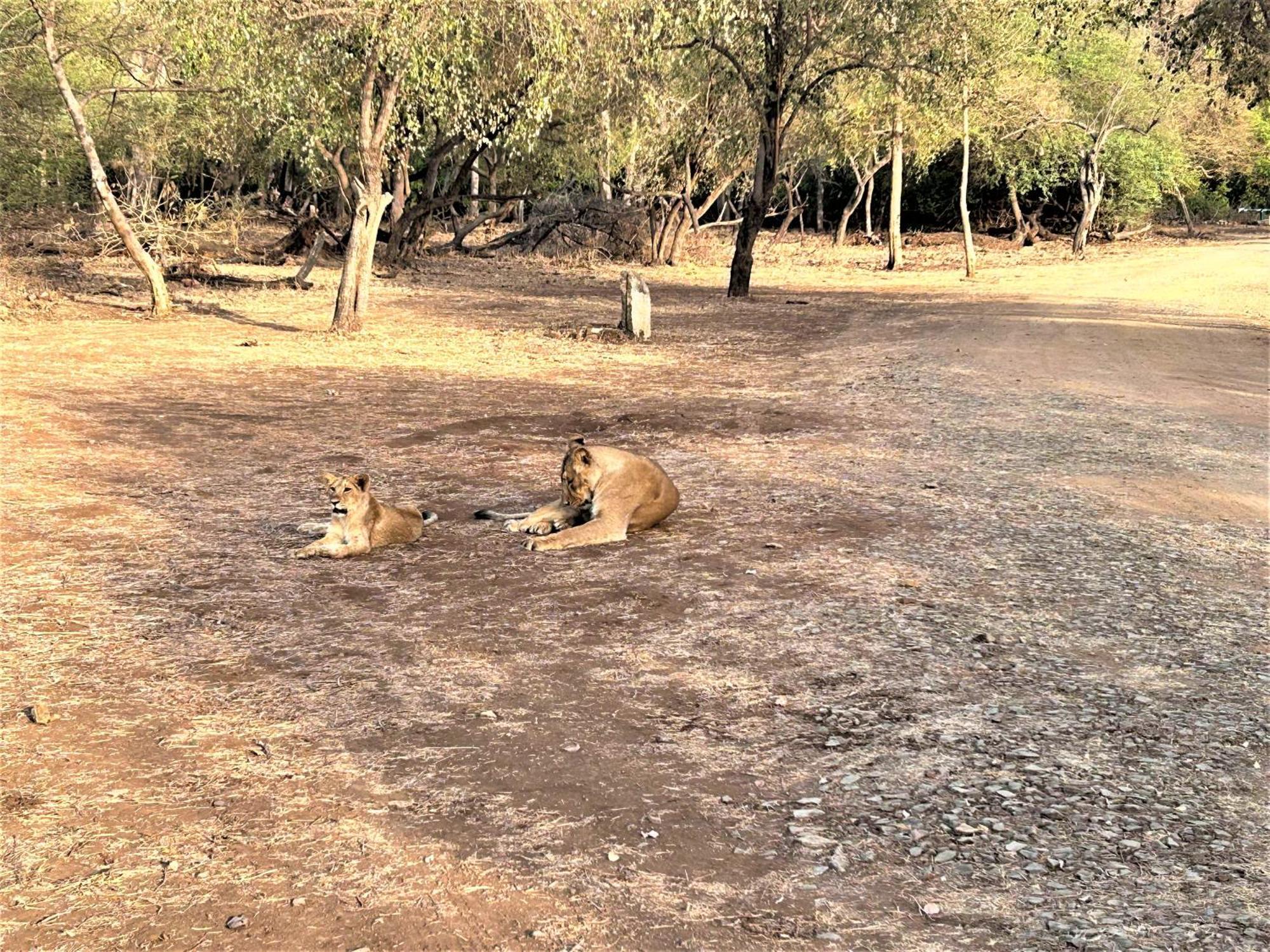 Gir Birding Lodge Sasan Gir Eksteriør billede